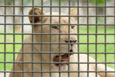 Portrait of cat in cage at zoo