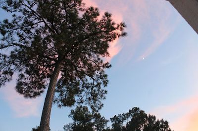 Low angle view of trees against sky