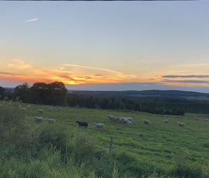 Scenic view of field against sky during sunset