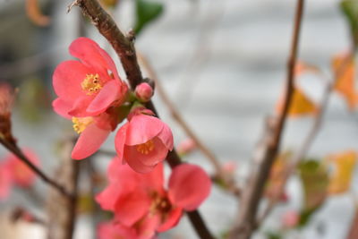 Close-up of pink cherry blossoms in spring