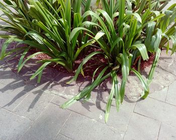 High angle view of potted plant on footpath