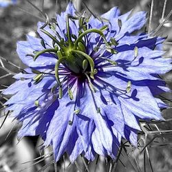 Close-up of purple flowers