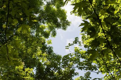 Low angle view of trees in forest against sky