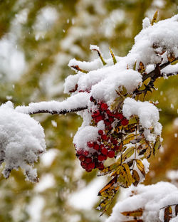 Close-up of snow covered plant