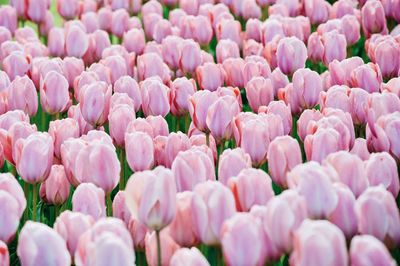 Close-up of pink tulips