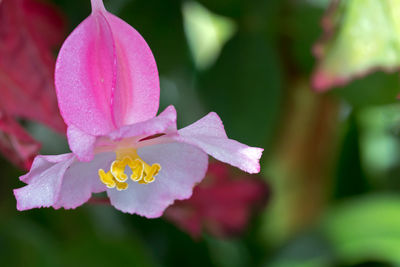 Close-up of pink flower blooming outdoors