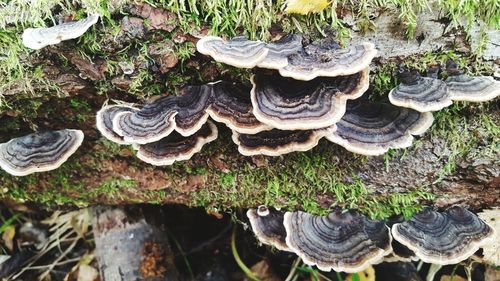 High angle view of mushrooms