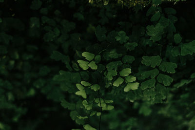 High angle view of plant leaves