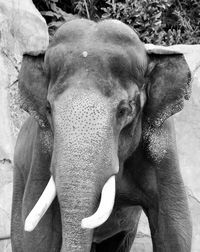 Close-up of elephant