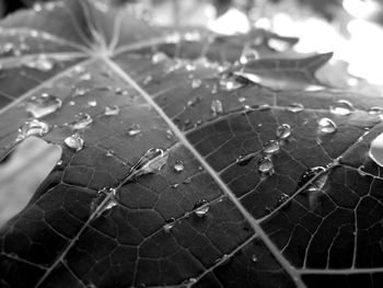 Close-up of leaves on plant