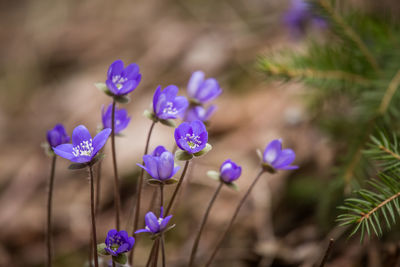 Close-up of purple flowering plants