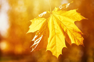 Close-up of yellow maple leaves on plant during sunset