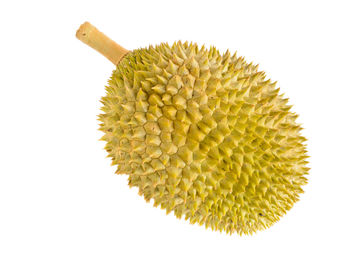 Close-up of yellow flower against white background