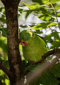 Low angle view of a budgie on tree