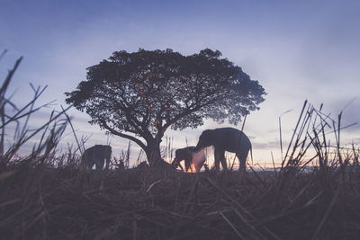 View of elephant grazing on field against sky