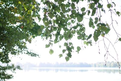 Reflection of trees in lake