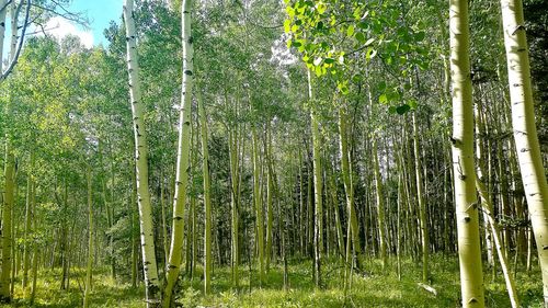 View of bamboo trees in forest