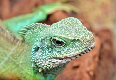 Close-up of lizard