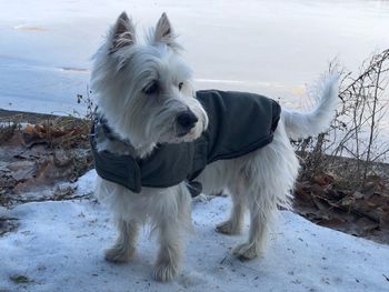 White dog standing on field