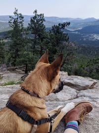 View of a dog resting on hiking boots on mountain