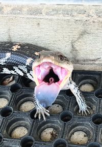 Close-up of large lizard