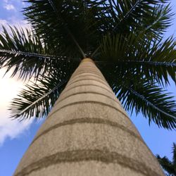 Low angle view of palm tree against sky