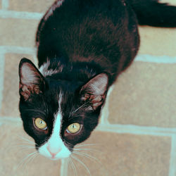 Close-up portrait of cat