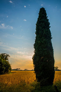 Tree growing in field against sky during sunset