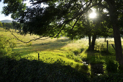 Sun shining through trees on field