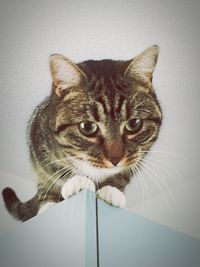 Close-up portrait of tabby cat