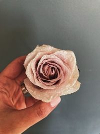 Close-up of hand holding rose