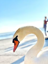 Close-up of swan in water