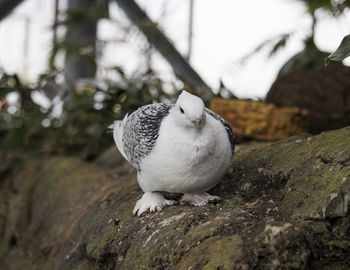 Close-up of seagull perching on rock