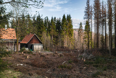 Trees and plants growing on field in forest against sky