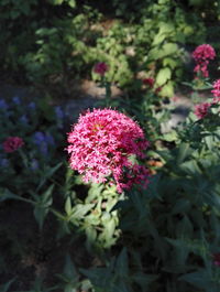 Close-up of pink flowers blooming outdoors