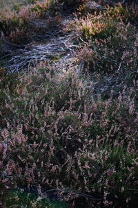 Full frame shot of plants