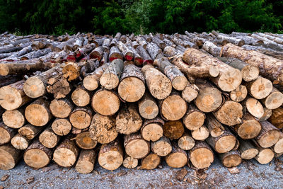 Stack of logs in forest