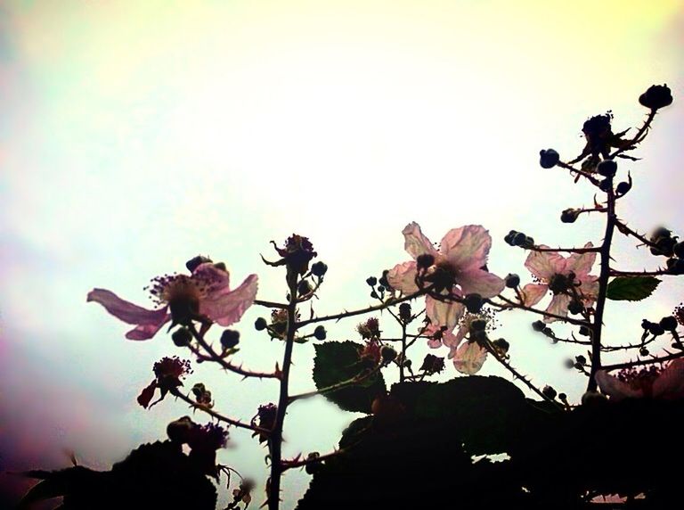 low angle view, flower, sky, growth, freshness, nature, fragility, beauty in nature, tree, petal, pink color, outdoors, blooming, focus on foreground, plant, in bloom, twig, close-up, day, no people, blossom, high section, cherry tree, cloud - sky, cloud, botany