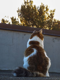 Cat sitting on a tree
