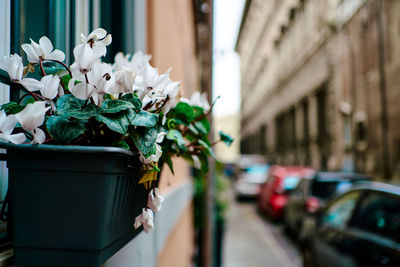 Flower plant by street in city