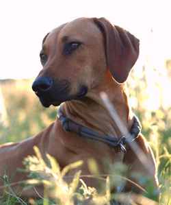 Close-up of dog looking away