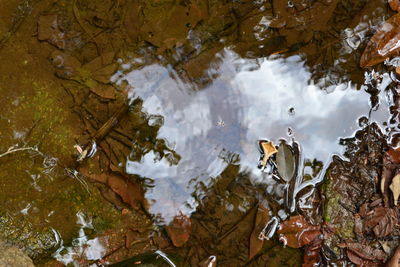 Close-up of tree against water