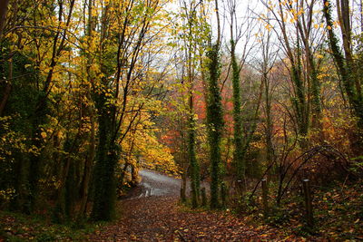 Trees in forest during autumn