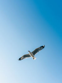 Low angle view of bird flying against clear blue sky