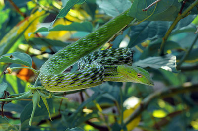 Close-up of a lizard on leaf