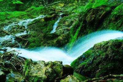 Scenic view of waterfall in forest