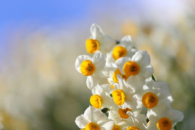 Close-up of yellow flowers