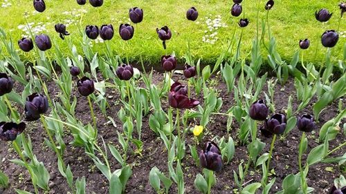 Plants growing on field