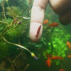 Close-up of fish in water