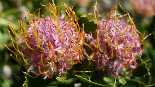 Close-up of purple flowering plant